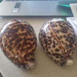 Giant Cowry SHELLS