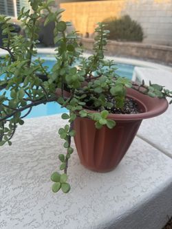 Healthy Elephant Bush Live Plant!