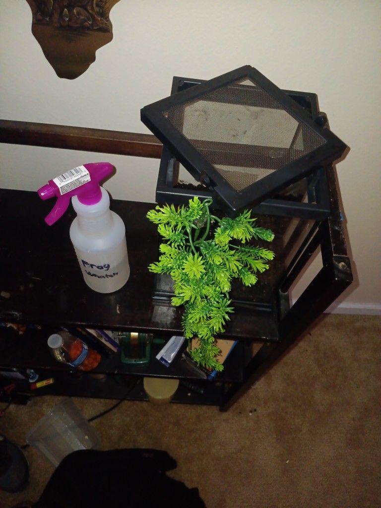 Tarantula enclosure