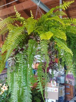 Combo Fern Baskets!