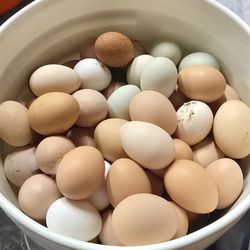 Rainbow Eggs