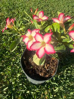 DESERT ROSE (10” Pot) Landscape Hardy, add beauty to garden, full sun