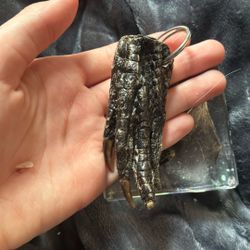 Taxidermy Alligator Foot Keychain 