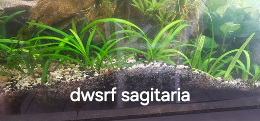 Fresh water aquarium plants