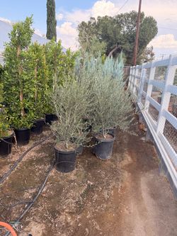 Olive trees 15 gallons