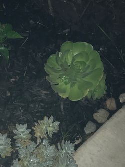 Succulents suculentas