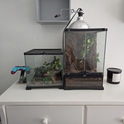 Lizards For Sale