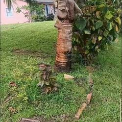 Coconut Tree 