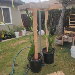 Dragón planta