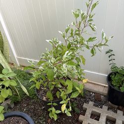 Hibiscus plant