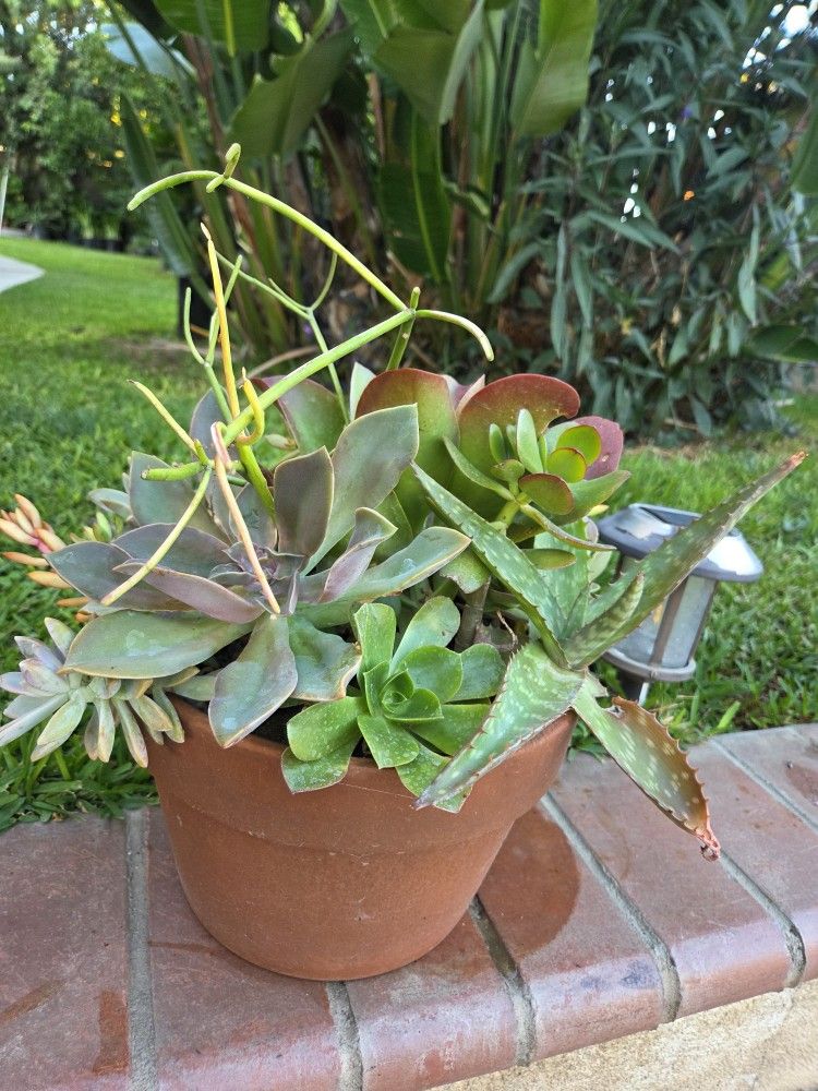 Decoration Suculents Plants Mix 