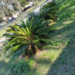 Ground Palms