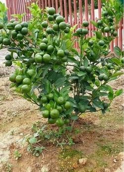 Green Bearss Limes Trees / Arboles De Limón verde sin semilla $45.00 each