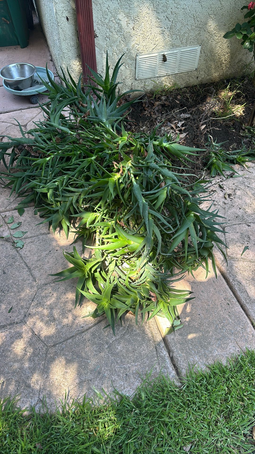 Free Plant