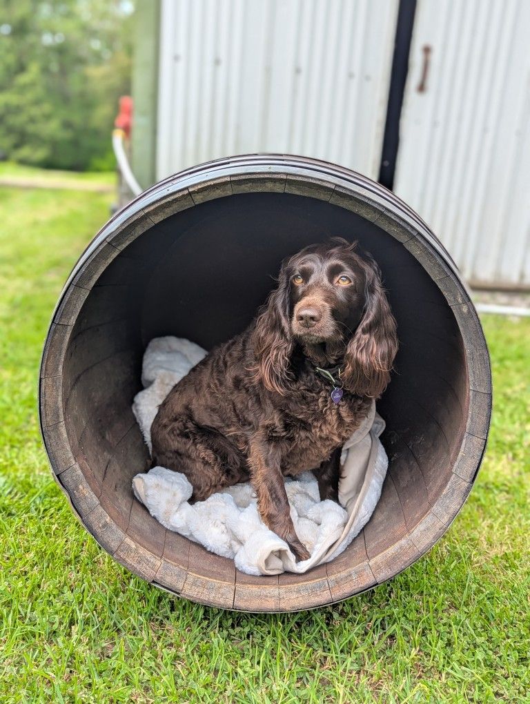 Oak Wine Barrel Dog House