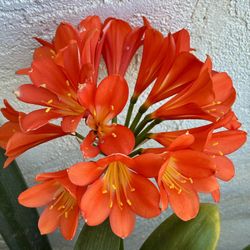 Clivia Plant 🪴 