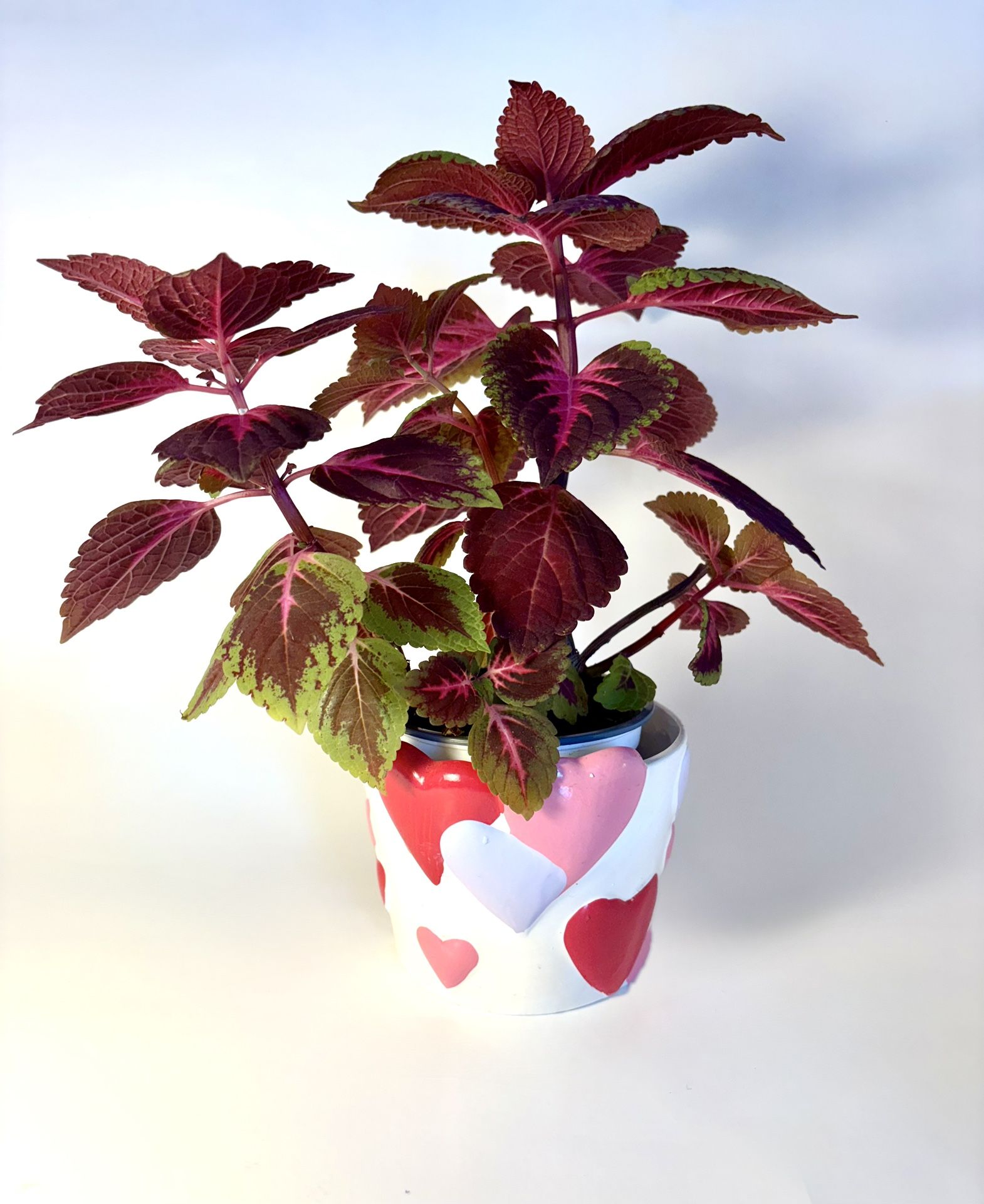 Custom-grown Coleus in Heart Pot