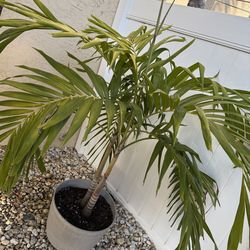 Double Christmas Palm with plastic pot