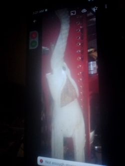 Wood Carved Elephant 