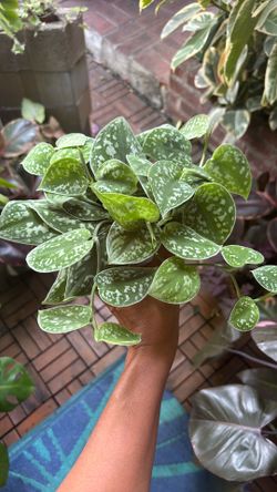 Satin Pothos Scindapsus plant