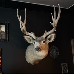 TAXIDERMY MULE DEER WALL MOUNT