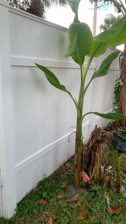 Plantains