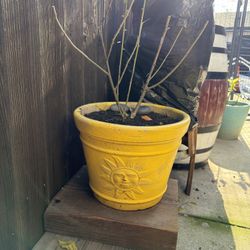Chinese Lantern Plant
