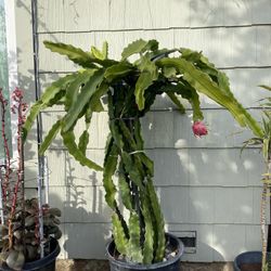 Dragonfruit Plant For Sale