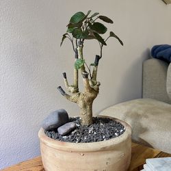 Rare Fabian Aralia Stump Bonsai Plant in Vintage Terracotta Clay Planter Pot