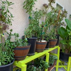 Suculentas  Plants Have A Few Big At $10