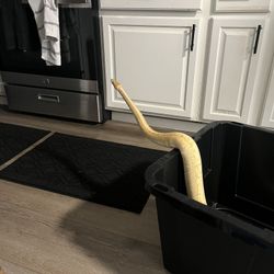 Snake And Snake Tank Set Up