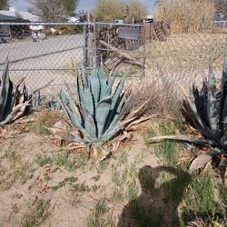 Agave Plants