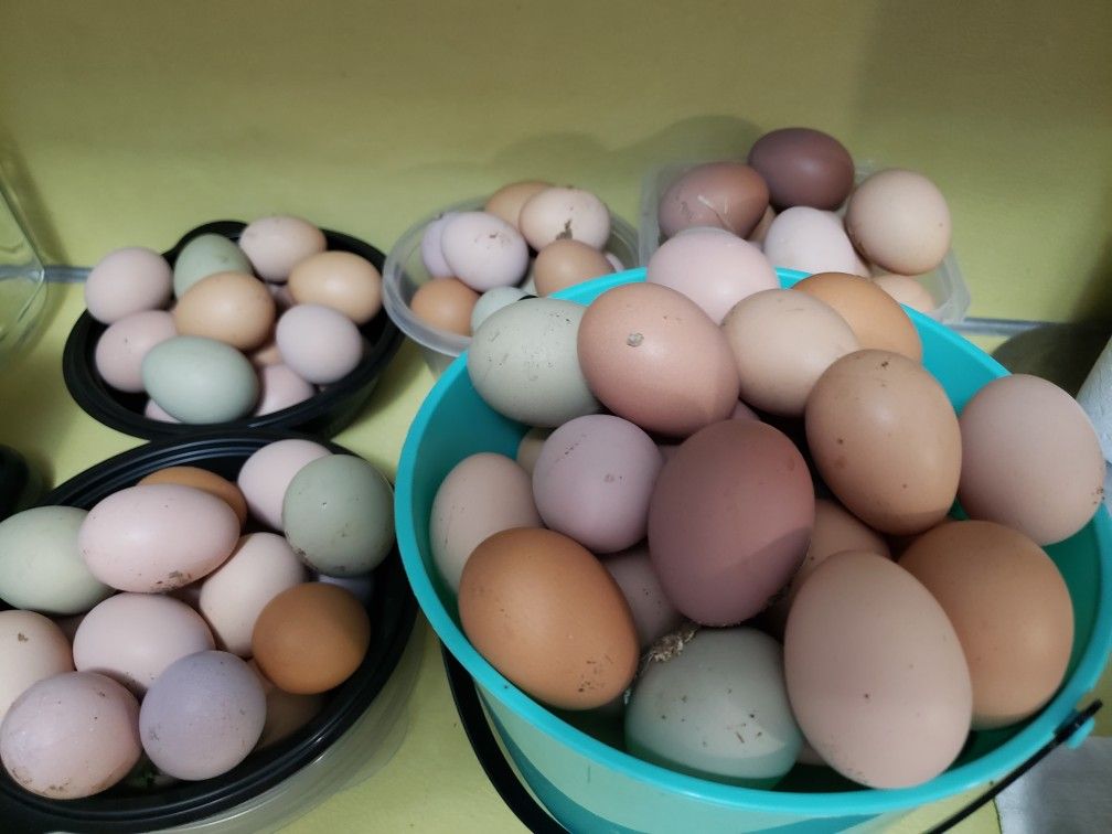 Fresh Eggs