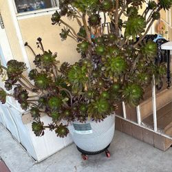 Plants Beautiful 