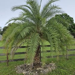 silvester Palms  Available  All Sizes  
