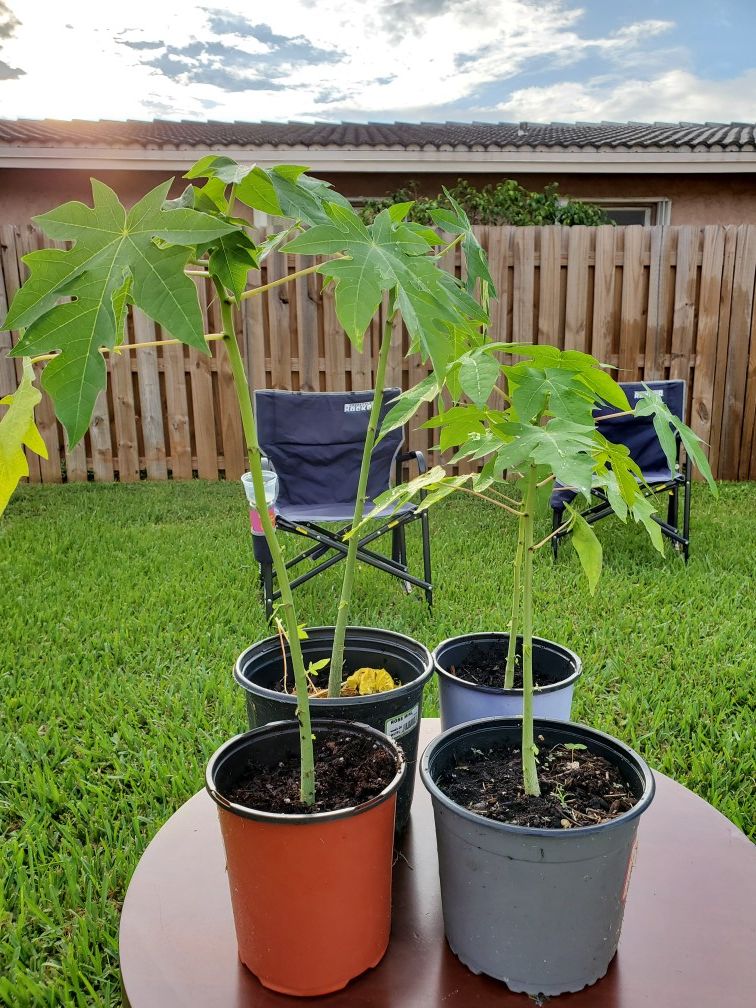 Papaya Tree Papaya 🌳