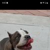 Raymond's Tatts&Bullies