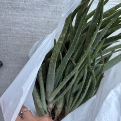 Aloe Vera Babies/offshoots