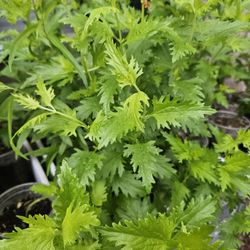 Greggs BLUE MISTFLOWER