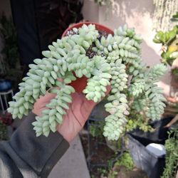Small Donkey Tails Succulent Plant $12