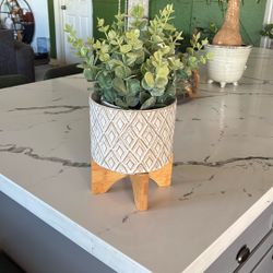 Plant Pot