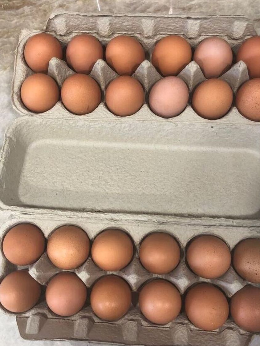 Farm Fresh Eggs 🍳🥚