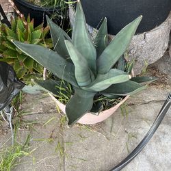 Sharkskin Agave