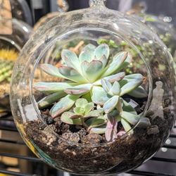 Succulent Terrarium 