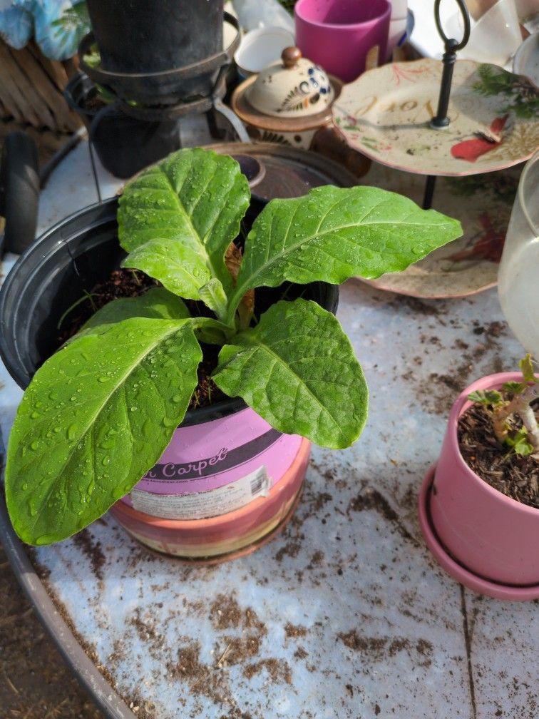 Healthy Tobacco Seedling