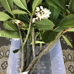 Plumeria Cuttings