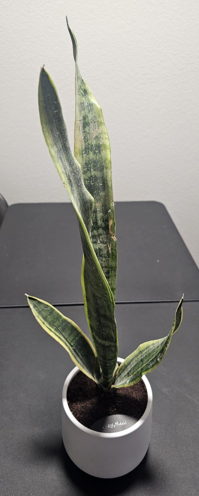 Self watering Spider Plant