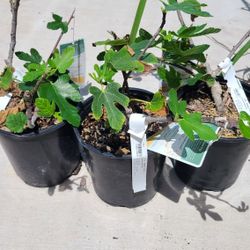 Fig Turkey Plant 1.5 Gallon 