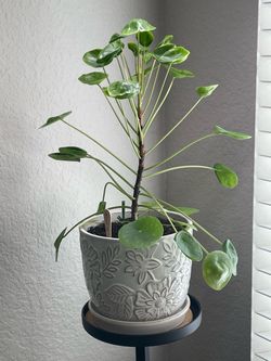 Chinese Coin or Money Plant (Pilea Peperomioides)
