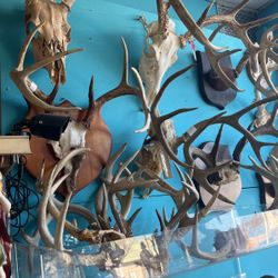 Deer Skull Whit Horn 100 Each